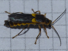 Trypherus frisoni