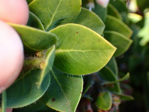 Image of Arctostaphylos imbricata by (c) Cricket Raspet, some rights reserved (CC BY)