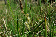 Carex riparia