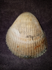 Dinocardium robustum