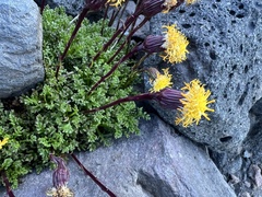 Senecio subdiscoideus