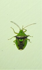 Sastragala versicolor