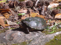 Sternotherus minor