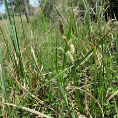 Carex riparia