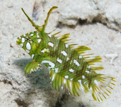 Novaculichthys taeniourus
