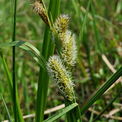 Carex riparia