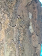 Cnemaspis littoralis