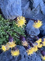 Senecio subdiscoideus