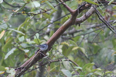Conirostrum leucogenys
