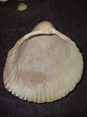 Dinocardium robustum