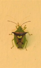 Sastragala versicolor