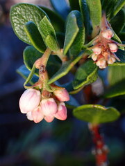 Arctostaphylos pacifica