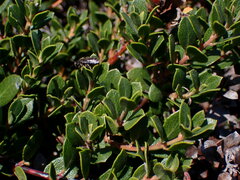 Arctostaphylos pacifica