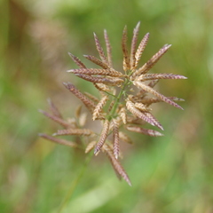 Eragrostis neesii
