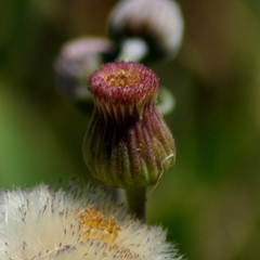 Erigeron primulifolius
