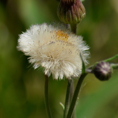Erigeron primulifolius