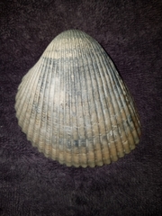 Dinocardium robustum