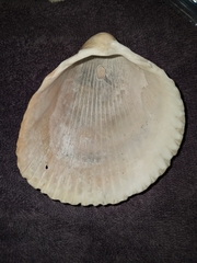 Dinocardium robustum