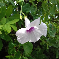 Ipomoea tiliacea