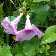 Ipomoea tiliacea