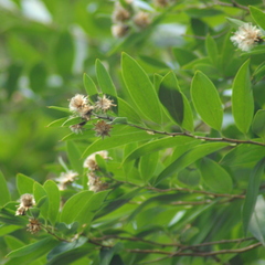 Dasyphyllum spinescens