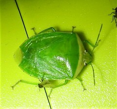 Glaucias