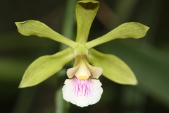 Cattleya lundii