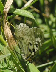 Parnassius mnemosyne orientalis