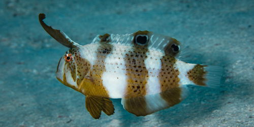 Peacock Razorfish
