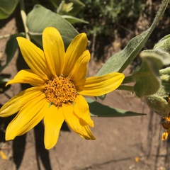 Wyethia mollis