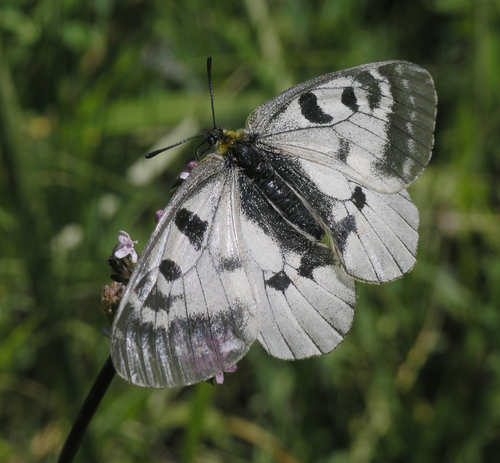 Clouded Apollo