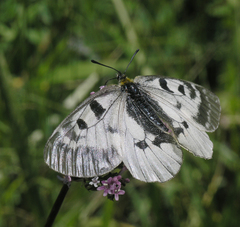 Parnassius mnemosyne orientalis