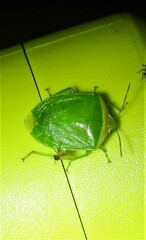 Glaucias