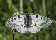 Parnassius mnemosyne orientalis
