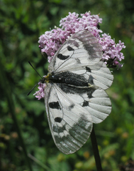 Valeriana turkestanica