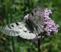 Valeriana turkestanica