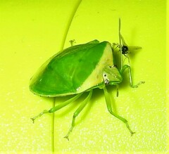 Glaucias
