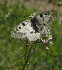 Parnassius mnemosyne orientalis