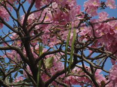 Tabebuia