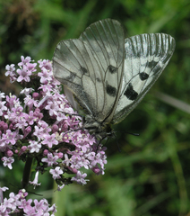 Valeriana turkestanica