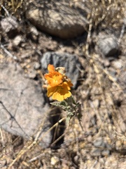 Sphaeralcea coulteri