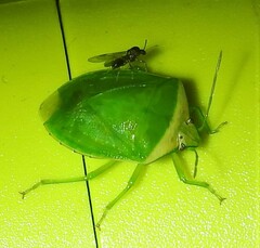 Glaucias