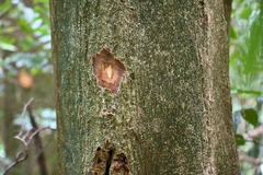 Miconia kappleri