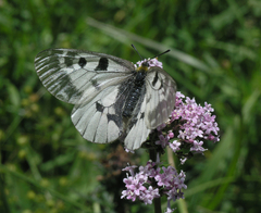 Valeriana turkestanica