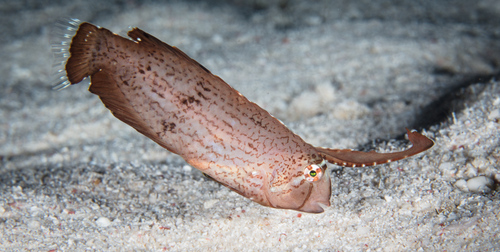 Peacock Razorfish