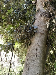 Aextoxicon punctatum