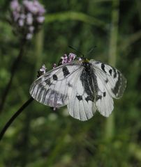 Parnassius mnemosyne orientalis