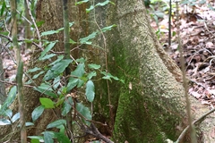 Miconia kappleri