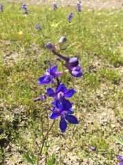 Delphinium hesperium