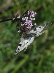 Valeriana turkestanica